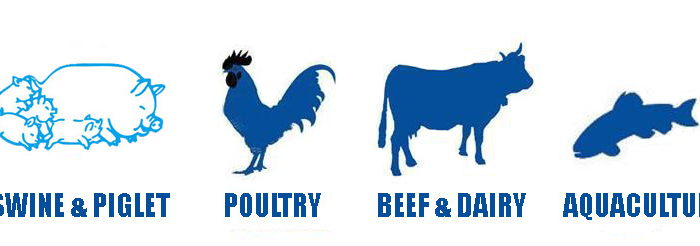 AHP Different-Animals